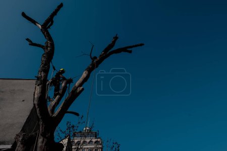 Téléchargez les photos : Silhouette d'arboriste homme coupe branche avec tronçonneuse et lignes de sécurité dans l'environnement de la ville. Scie à chaîne lors d'une belle matinée ensoleillée dans une ville.. - en image libre de droit