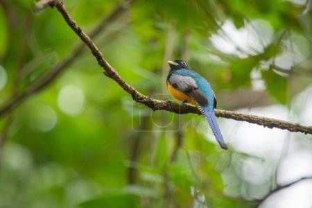 Photo for Violaceous trogon with blue back, yellow belly and black head in his natural habitat, the wet woods of Panama and Costarica. Cute bird among the jungle trees looking towards camera. - Royalty Free Image