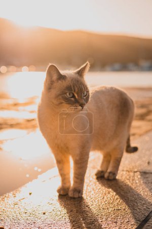 Téléchargez les photos : Chat curieux regardant vers la droite, beau chat blanc moelleux avec des oreilles pointues regardant autour dans le cadre tôt le matin dans une ville côtière de Cres. - en image libre de droit