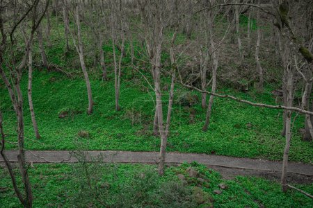 Foto de Parque verde cerca de demesne cuesta abajo en Irlanda del Norte con una gran cantidad de árboles desnudos y follaje verde. Sendero de grava visible. - Imagen libre de derechos