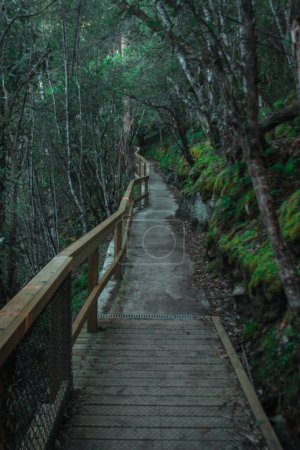 Pedestrian path lined with wood fence at Russel falls in Mount field national park on Tasmania. Jungle like setting.