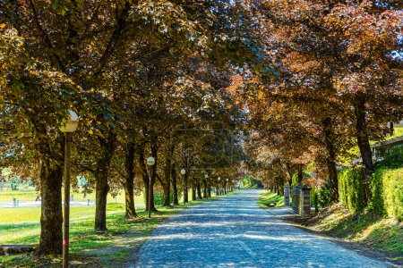 Photo for Avenue of red trees in the old village of Kumrovec, home of Josip Broz Tito. Row of trees in two lines forming a nice red avenue on cobblestone road. - Royalty Free Image