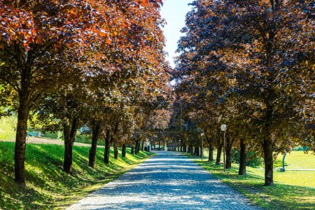 Avenue of red trees in the old village of Kumrovec, home of Josip Broz Tito. Row of trees in two lines forming a nice red avenue on cobblestone road.