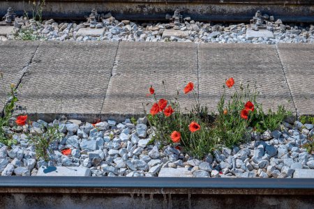 Poppy flowers are growing from the ground in harsh stone enivironment. Red flowers on whire stone background.