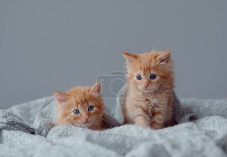 Téléchargez les photos : Two small kittens on a gray background. - en image libre de droit