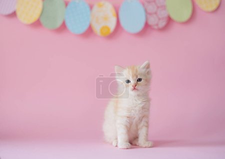 Photo for Beautiful cute kitten with Easter decor. Favorite Pet. Picture for a postcard. - Royalty Free Image