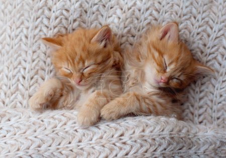 Foto de Cute tabby kitten sleep on white soft blanket. Comfortable pets sleep at cozy home. - Imagen libre de derechos