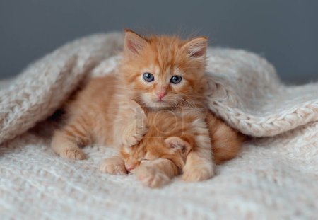 Cute little red kitten lies on fur white blanket