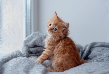Téléchargez les photos : Cute little red kitten on knitted poof near window, space for text - en image libre de droit