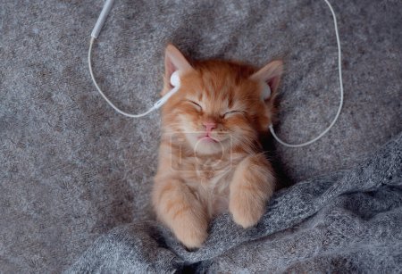 Cute sleeping striped Kitten listening music in Headphones on white bed. Musical pets banner. Copyspace