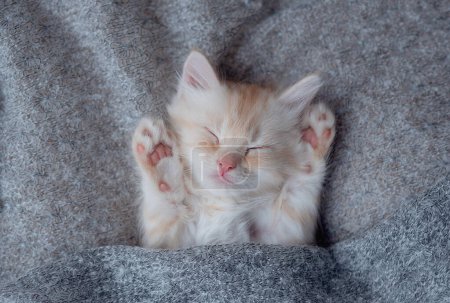 Photo for Cute little red kitten sleeps on fur white blanket - Royalty Free Image