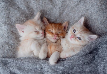 Foto de A family kittens sleeps together in a cozy blanket. - Imagen libre de derechos