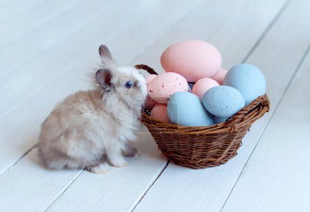 Téléchargez les photos : Lapin de Pâques avec des œufs - en image libre de droit