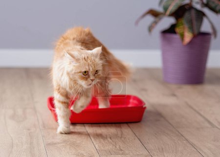 Téléchargez les photos : Mignon gingembre chat à poil court dans la litière à la maison - en image libre de droit