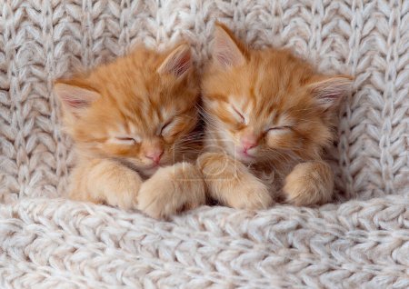 Foto de Two small striped ginger domestic kittens sleeping hugging each other at home lying on bed grey blanket funny pose. cute adorable pets cats - Imagen libre de derechos