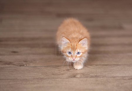 Téléchargez les photos : Portrait d'adorable chaton pelucheux rouge orangé à la maison - en image libre de droit