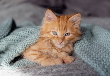 Téléchargez les photos : Cute little ginger kitten on grey background - en image libre de droit