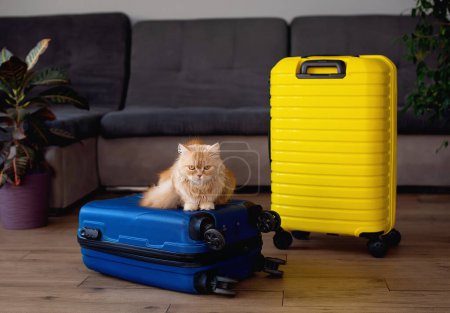 Foto de Concepto de viaje con gato divertido sentado en la maleta. vida con animales concepto - vagabundeo personas que viajan por el mundo - Imagen libre de derechos