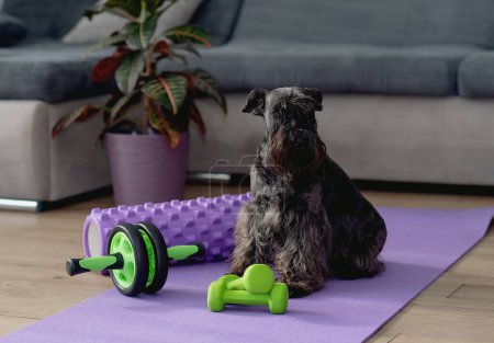 Foto de Perro en el concepto de yoga mat.sport en casa - Imagen libre de derechos
