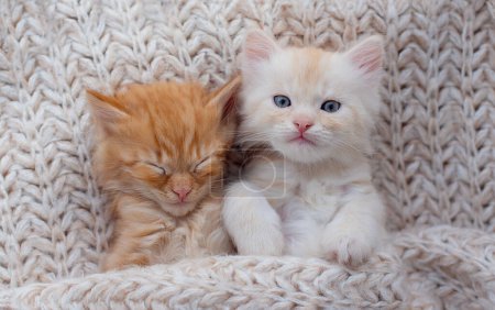 Foto de Ginger kitten on couch under knitted blanket. Two cats cuddling and hugging. Domestic animal. Sleep and cozy nap time. Home pet. Young kittens. - Imagen libre de derechos