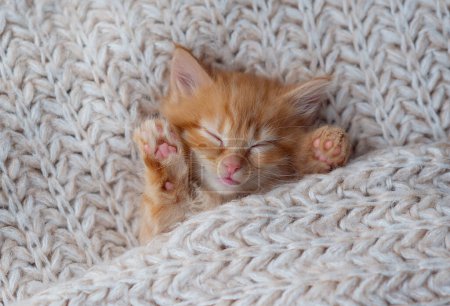 Cute little ginger kitten sleeps on fur white blanket