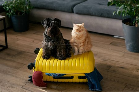 Téléchargez les photos : Concept de voyage avec chien drôle et chat assis sur la valise. la vie avec des animaux concept - wanderlust gens voyageant à travers le monde - en image libre de droit