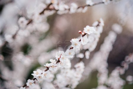 Foto de White beautiful flowers in the tree blooming in the early spring, blurred backgroung - Imagen libre de derechos