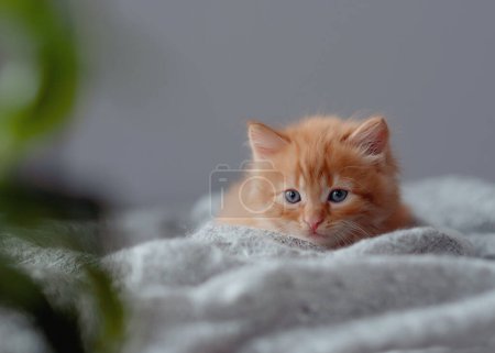 Foto de Ginger kitten. gatito rojo anaranjado sentarse en manta gris. Dulce gatito adorable .Funny gatito - Imagen libre de derechos