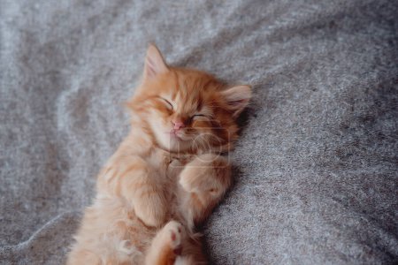 Téléchargez les photos : Cute little ginger kitten is sleeping in soft blanket - en image libre de droit