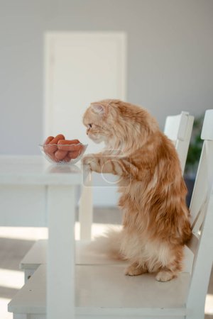 Foto de Curious ginger cat being tempted by sausages on table - Imagen libre de derechos