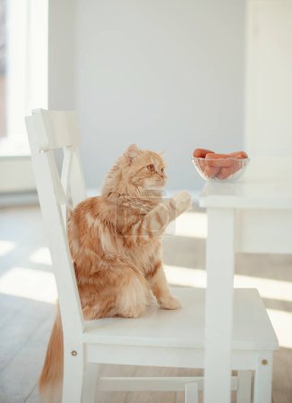 Foto de Gato curioso siendo tentado por embutidos en mesa - Imagen libre de derechos