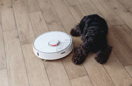 Bored Black Schnauzer dog is lying next to the robotic vacuum cleaner on the floor.