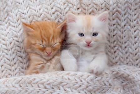Foto de Lindos gatitos de jengibre durmiendo en una manta de piel. Concepto de Felices Adorables Mascotas Gato - Imagen libre de derechos