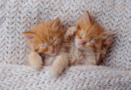 Photo for Cute Ginger Kittens Sleeping on a fur Blanket. Concept of Happy Adorable Cat Pets - Royalty Free Image