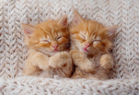Foto de Lindos gatitos de jengibre durmiendo en una manta de piel. Concepto de Felices Adorables Mascotas Gato - Imagen libre de derechos