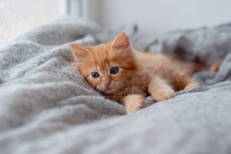 Téléchargez les photos : Mignon petit gingembre chaton avec ambre yeux relaxant gros plan - en image libre de droit