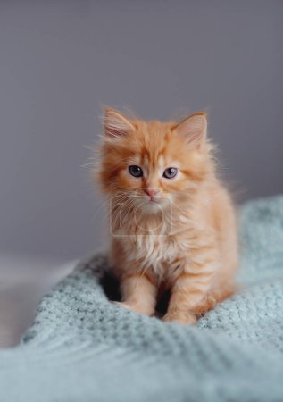 Foto de Joven gatito rojo lindo. El gatito pelirrojo de pelo largo juega en casa. Lindas mascotas caseras divertidas. Animales domésticos y gatitos jóvenes - Imagen libre de derechos