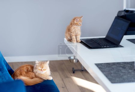 Foto de Jengibre gatito se sienta en la mesa y mira el portátil - Imagen libre de derechos