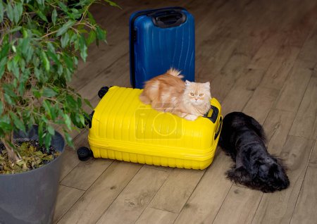 Foto de Perro sentado en la maleta o bolsa y esperando un viaje - Imagen libre de derechos