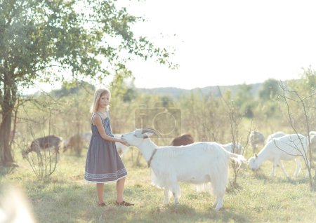 Téléchargez les photos : Fille jouer et nourrir avec des chèvres sur la ferme de fromage de chèvre à l'extérieur. fille nourrir et animal de compagnie chèvres sur la ferme - en image libre de droit