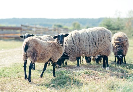 Photo for Sheep farm . feeding sheep - Royalty Free Image