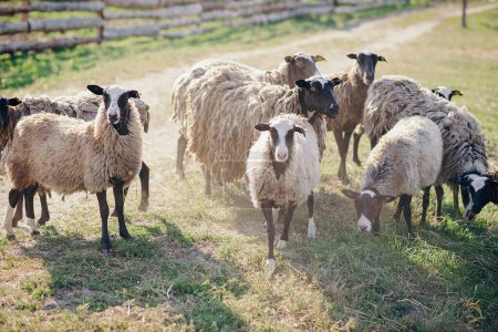 Foto de Granja de ovejas. alimentación de ovejas - Imagen libre de derechos