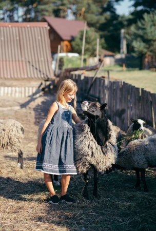 Foto de Chica entre un grupo de ovejas. Granja de ovejas. alimentación de ovejas - Imagen libre de derechos