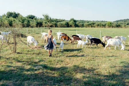 Foto de Agricultor con pequeñas cabras en explotación caprina - Imagen libre de derechos