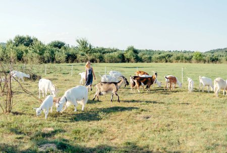 Téléchargez les photos : Fille jouer et nourrir avec des chèvres sur la ferme de fromage de chèvre à l'extérieur - en image libre de droit