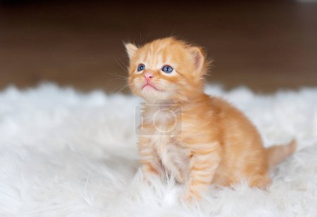 Téléchargez les photos : Petit chaton roux sur une couverture blanche. Kitty ! - en image libre de droit