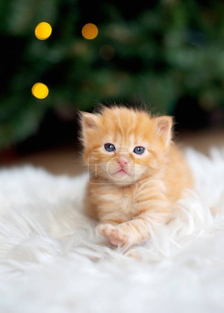 Foto de Lindo pequeño jengibre gatito se encuentra en un blanco manta. - Imagen libre de derechos