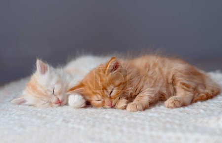 Foto de Dos gatitos lindos duermen en una manta esponjosa. Retrato de hermosos jengibre esponjoso rayas gatitos tabby. Animal bebé gato se encuentra en la cama - Imagen libre de derechos
