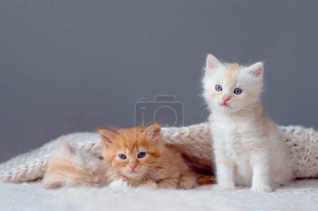 Photo for Three cute ginger tabby kittens sleeping together. Cute baby cats in love. Kids animal cat and cozy home concept. Pets. Taking care of animals - Royalty Free Image