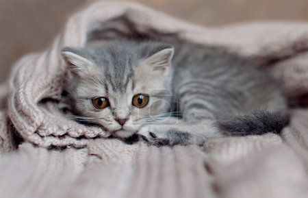 Foto de Gatito tabby gris duerme. Retrato de hermoso gatito de rayas esponjosas tabby. Animal bebé gato se encuentra en la cama - Imagen libre de derechos